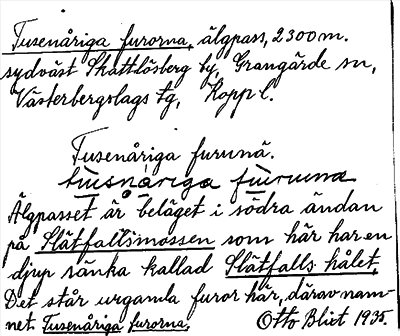 Bild på arkivkortet för arkivposten Tusenåriga furorna