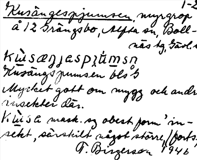 Bild på arkivkortet för arkivposten Kusängespjumsen