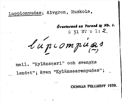 Bild på arkivkortet för arkivposten Luppionpudas