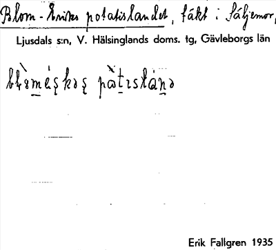 Bild på arkivkortet för arkivposten Blom-Eriks potatislandet