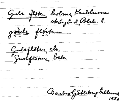 Bild på arkivkortet för arkivposten Gule flöten