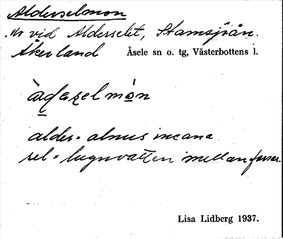Bild på arkivkortet för arkivposten Alderselmon