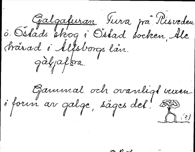 Bild på arkivkortet för arkivposten Galgafuran