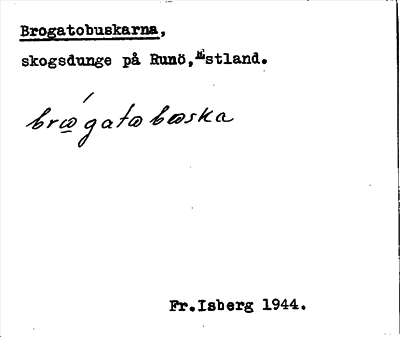 Bild på arkivkortet för arkivposten Brogatobuskarna