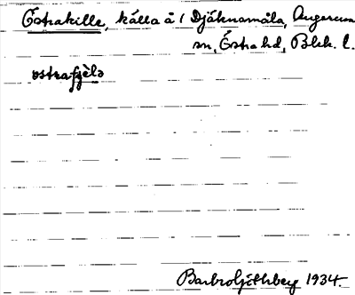 Bild på arkivkortet för arkivposten Östrakille