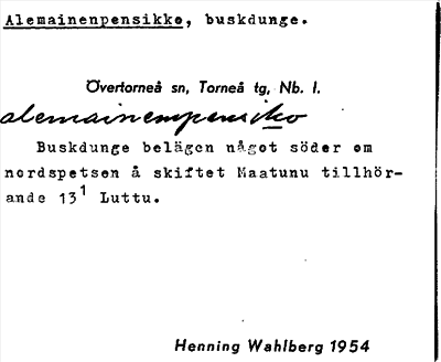 Bild på arkivkortet för arkivposten Alemainenpensikko