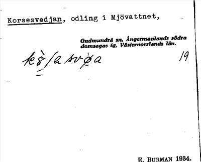 Bild på arkivkortet för arkivposten Korsesvedjan