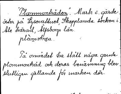 Bild på arkivkortet för arkivposten »Plommonträden»