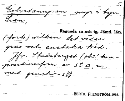 Bild på arkivkortet för arkivposten Golvstamyran